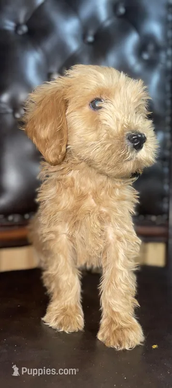 Biscuit , a male Goldendoodle for sale in Stephenville, TX – Photo 1 of 2