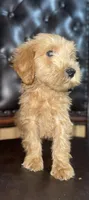 Biscuit , a male Goldendoodle for sale in Stephenville, TX – Photo 1 of 2