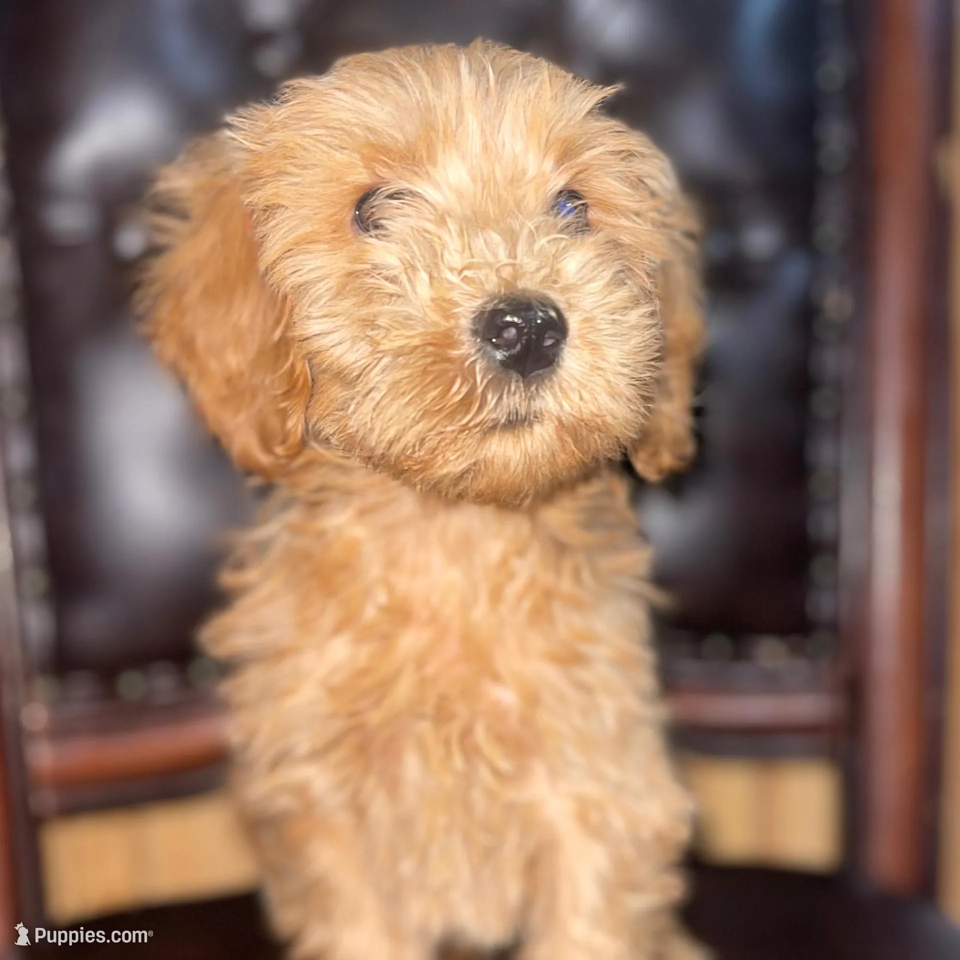 Biscuit , a male Goldendoodle for sale in Stephenville, TX – Photo 2 of 2