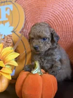 Red miniature female, a female Miniature Goldendoodle for sale in Stephenville, TX – 4 of 4