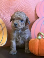 Red miniature female, a female Miniature Goldendoodle for sale in Stephenville, TX – 3 of 4