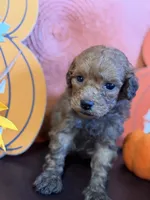 Male miniature golden doodle , a male Miniature Goldendoodle for sale in Stephenville, TX – 2 of 5