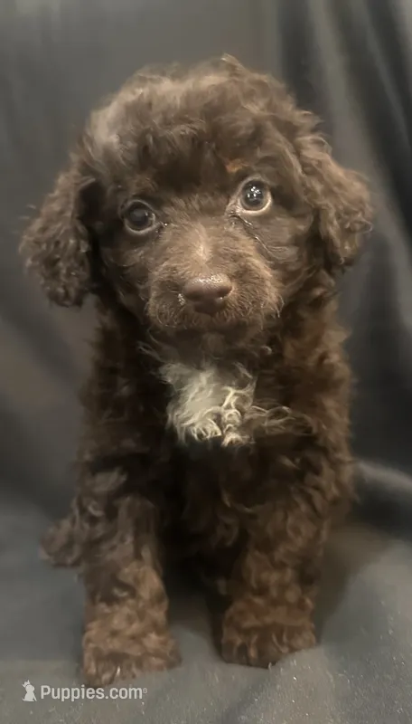 Brown mini male – Goldendoodle puppy for sale in Stephenville, TX