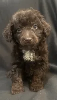 Brown mini male, a male Goldendoodle for sale in Stephenville, TX – 1 of 2