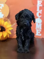 Black male golden doodle , a male Miniature Goldendoodle for sale in Stephenville, TX – 3 of 3
