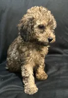 Curly male , a female Goldendoodle for sale in Stephenville, TX – 2 of 2