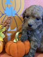 Male miniature golden doodle , a male Miniature Goldendoodle for sale in Stephenville, TX – 3 of 5