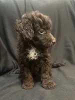 Brown mini male, a male Goldendoodle for sale in Stephenville, TX – 2 of 2