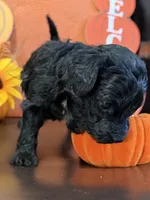 Black male golden doodle , a male Miniature Goldendoodle for sale in Stephenville, TX – 2 of 3