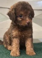 Brown #1, a male Goldendoodle for sale in Stephenville, TX – 1 of 2