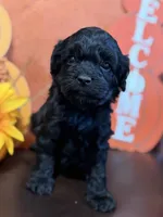 Miniature size males golden doodles , a female Miniature Goldendoodle for sale in Stephenville, TX – 1 of 3