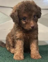 Brown #1, a male Goldendoodle for sale in Stephenville, TX – 2 of 2