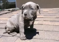 Foxy blu, a female American Pit Bull Terrier for sale in San Diego, CA – Photo 1 of 7