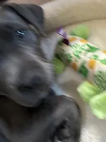 Foxy blu, a female American Pit Bull Terrier for sale in San Diego, CA – Photo 5 of 7