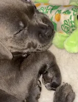 Foxy blu, a female American Pit Bull Terrier for sale in San Diego, CA – Photo 2 of 7