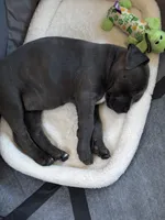 Foxy blu, a female American Pit Bull Terrier for sale in San Diego, CA – Photo 7 of 7