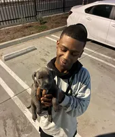 Foxy blu, a female American Pit Bull Terrier for sale in San Diego, CA – Photo 6 of 7