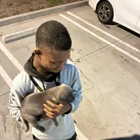 Foxy blu, a female American Pit Bull Terrier for sale in San Diego, CA – Photo 4 of 7