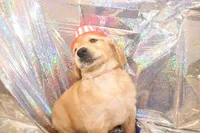 Orange , a male Golden Retriever for sale in Santa Rosa, CA – 2 of 6