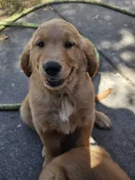 Green , a male Golden Retriever for sale in Santa Rosa, CA – 2 of 3