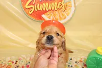 Mario (Red), a male Golden Retriever for sale in Santa Rosa, CA – 4 of 4
