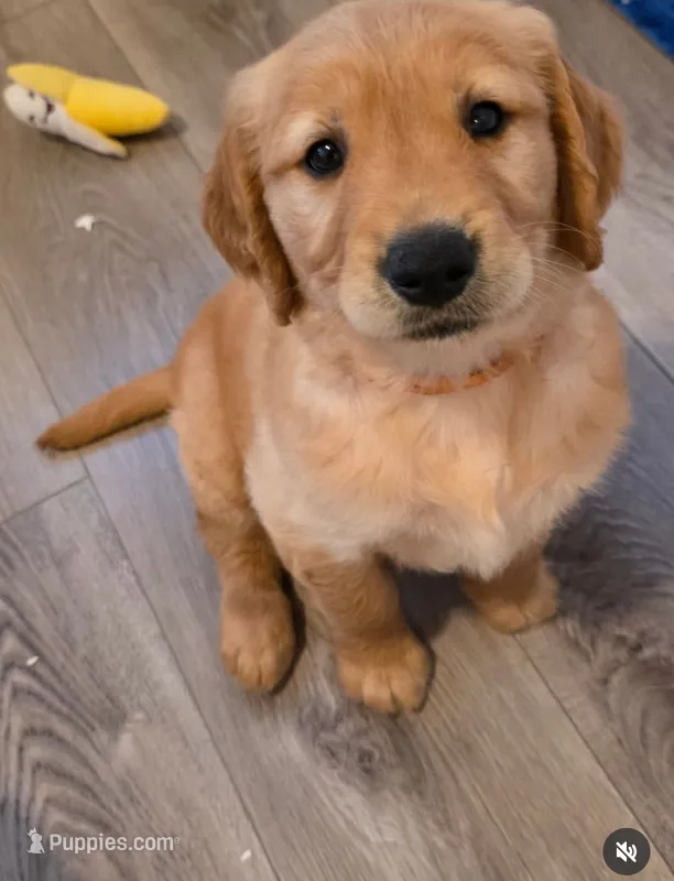 Orange  – Golden Retriever puppy for sale in Santa Rosa, CA