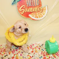 Sunshine (yellow), a female Golden Retriever for sale in Santa Rosa, CA – 3 of 4