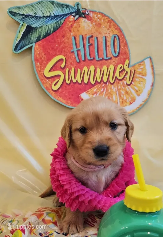 Pinky  – Golden Retriever puppy for sale in Santa Rosa, CA