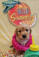 Pinky , a female Golden Retriever for sale in Santa Rosa, CA – 1 of 3