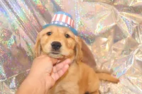 Blue, a male Golden Retriever for sale in Santa Rosa, CA – 7 of 8