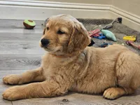 Orange , a male Golden Retriever for sale in Santa Rosa, CA – 5 of 6