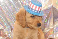 Blue, a male Golden Retriever for sale in Santa Rosa, CA – 8 of 8
