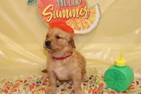 Mario (Red), a male Golden Retriever for sale in Santa Rosa, CA – 3 of 4