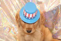 Blue, a male Golden Retriever for sale in Santa Rosa, CA – 3 of 8