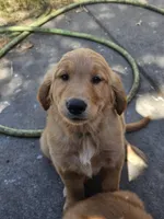 Green , a male Golden Retriever for sale in Santa Rosa, CA – 3 of 3
