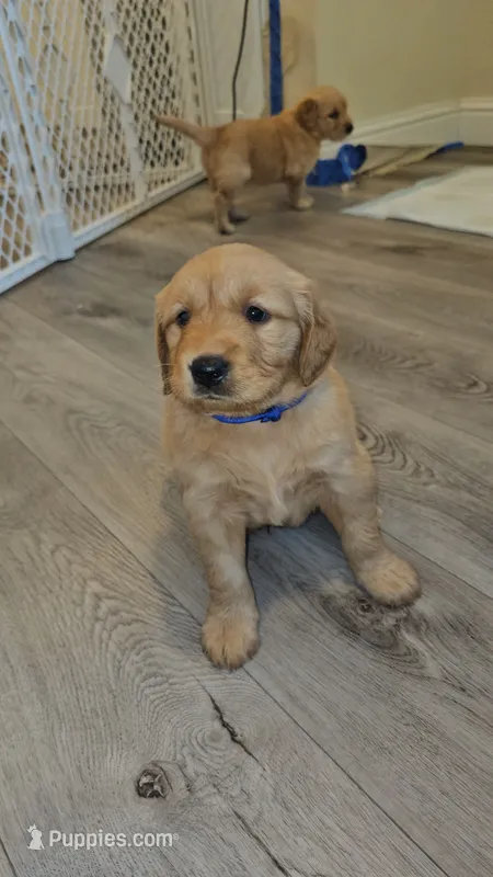 Blue – Golden Retriever puppy for sale in Santa Rosa, CA