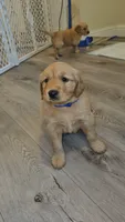 Blue, a male Golden Retriever for sale in Santa Rosa, CA – 1 of 3