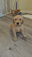 Blue, a male Golden Retriever for sale in Santa Rosa, CA – 3 of 3