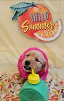 Pinky , a female Golden Retriever for sale in Santa Rosa, CA – 2 of 3