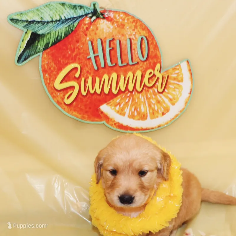 Sunshine (yellow) – Golden Retriever puppy for sale in Santa Rosa, CA