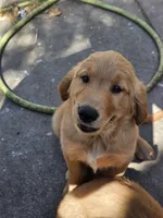 Green , a male Golden Retriever for sale in Santa Rosa, CA – 1 of 3