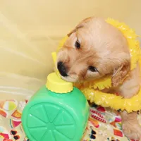 Sunshine (yellow), a female Golden Retriever for sale in Santa Rosa, CA – 4 of 4