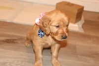 Turquoise Girl, a female Golden Retriever for sale in Santa Rosa, CA – 4 of 5