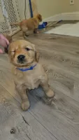 Blue, a male Golden Retriever for sale in Santa Rosa, CA – 2 of 3