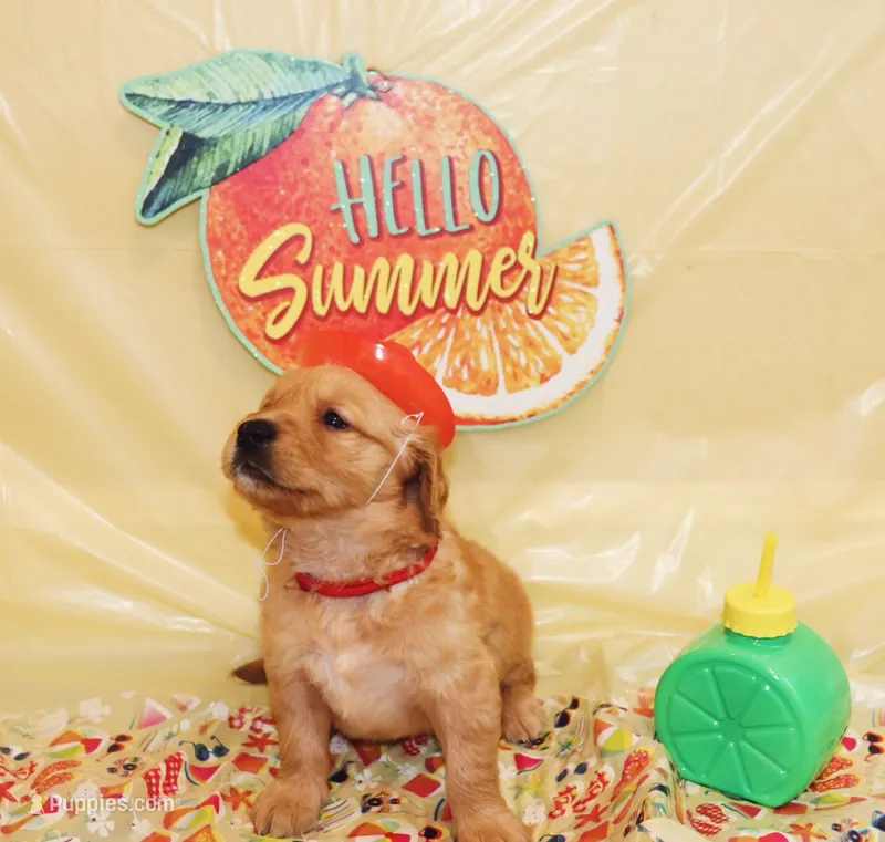 Mario (Red) – Golden Retriever puppy for sale in Santa Rosa, CA