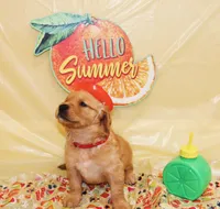 Mario (Red), a male Golden Retriever for sale in Santa Rosa, CA – 1 of 4