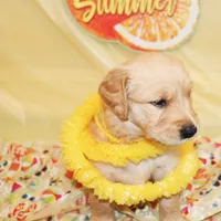 Sunshine (yellow), a female Golden Retriever for sale in Santa Rosa, CA – 2 of 4