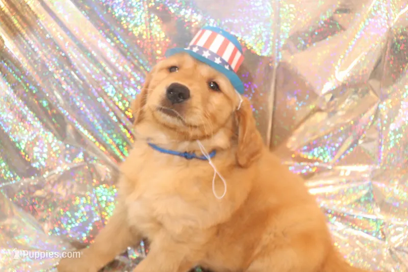 Blue – Golden Retriever puppy for sale in Santa Rosa, CA