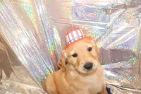 Orange , a male Golden Retriever for sale in Santa Rosa, CA – 3 of 6