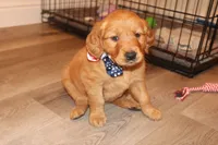 Turquoise Girl, a female Golden Retriever for sale in Santa Rosa, CA – 5 of 5